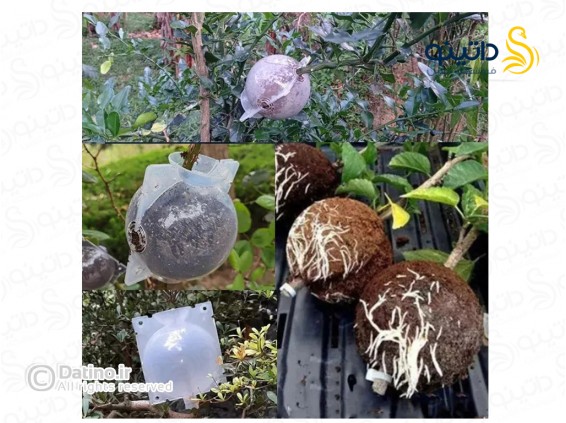 عکس جعبه توپی پیوند و ریشه زایی تکثیر گیاه 20145 - انواع مدل جعبه توپی پیوند و ریشه زایی تکثیر گیاه 20145