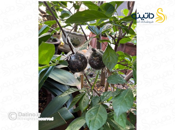 عکس جعبه توپی پیوند و ریشه زایی تکثیر گیاه 20145 - انواع مدل جعبه توپی پیوند و ریشه زایی تکثیر گیاه 20145