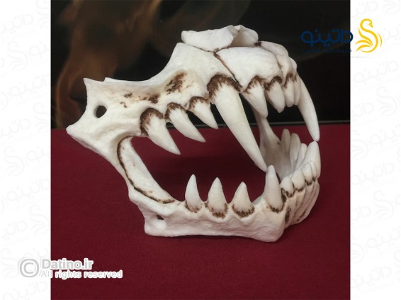 عکس ماسک طرح جمجمه دندان ببر 20067 - انواع مدل ماسک طرح جمجمه دندان ببر 20067